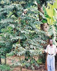 Image result for Agelanthus keilii