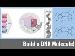 Virtual Dna Model Hs Ls1 1 Youtube Learning Science Science Learning Centers Dna Model