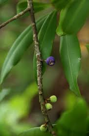 Image result for Rapanea