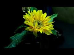 Vegetable sprouting from the ground. Time Lapse Of Sunflower From Seed To Flower Growing Seeds Plants Unit Flowers