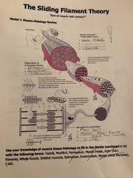 Solved The Sliding Filament Theory How Do Muscle Cells Chegg Com
