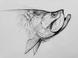 Tarpon Drawing Sketch Fish Fish Artwork Fish Sketch Fish Art