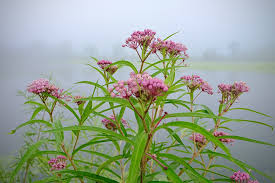 Image result for Stathmostelma