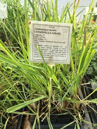 Image result for Cymbopogon nardus