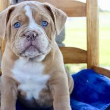 Normally, english bulldog puppies are highly vibrant. Zaid Olde English Bulldogge Puppy 599528 Puppyspot