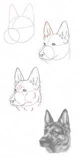 Pin On Animals Sketching