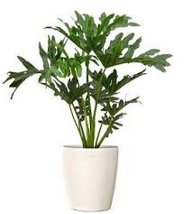 Tanaman Philodendron Bipinnatifidum Rp 25 000 Tanaman Tanaman Hias Daun Tanaman Indoor