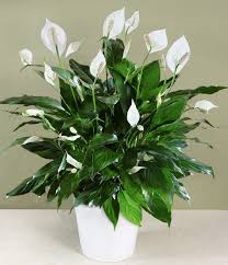 Clean The Polluted Air In Your Home With These Houseplants Lily Plants Peace Lily Plant Peace Lily Plant Care
