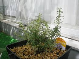 植え替えた後のローズマリーの様子 Hybrid Force