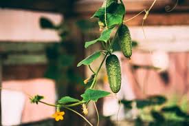 Do cucumbers grow better in pots or in the ground? How To Grow Cucumbers Indoors In Containers Gardens Nursery