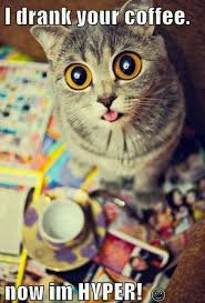 Kitty I Drank Ur Coffee Now I M Hyper Funny Animal Pictures Cute Animals Funny Animals