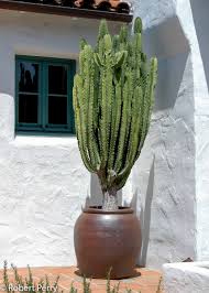 Image result for Euphorbia candelabrum
