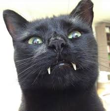 Not all cases of a fractured tooth require the left upper canine tooth is misshapen indicating a fracture. Woman Gets Surprised When Her Rescue Cat Turned Out To Be A Vampire Bored Panda