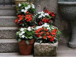 An ideal flower for growing in hot, full sun. Best Shade Flowers For Pots Growing Shade Flowers In Containers