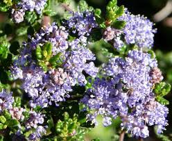 Maybe you would like to learn more about one of these? Ceanothus Impressus Impressus Santa Barbara Mountain Lilac