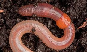 Earthworm Dissection Lab Answers Online Homework Help Schoolworkhelper Earthworms Soil Health Worms