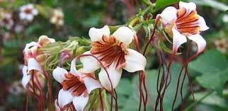 Image result for Strophanthus welwitschii
