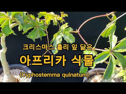 Image result for Cyphostemma quinatum