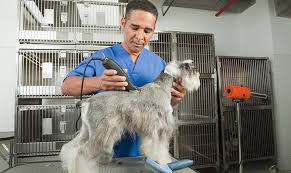 Extensive dog grooming training classes. Top 5 Online Dog Grooming Schools Every Sd Owner Should Know About