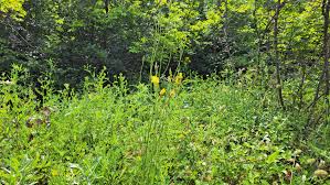 Image result for Pseudopodospermum hispanicum