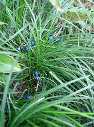Aquarium Plants To Avoid Monkey Grass Planted Aquarium Ophiopogon Japonicus