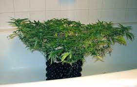 Have a rest period during your workout. Cannabis Low Stress Training Lst Tutorial Grow Weed Easy