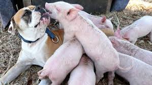 Check spelling or type a new query. Former Stray Dog Adopts 8 Tiny Pigs And That S The Sweetest Thing You Ll See Today Bored Panda