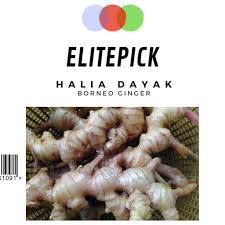 Nah, berikut harga organ tubuh manusia di pasar gelap yang dirangkum idn times dari berbagai sumber. Halia Dayak Halia Borneo Halia Local 200grams Shopee Malaysia