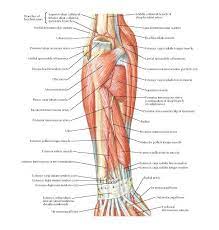 Mainly produce wrist and/or finger extension, and thumb abduction. Muscles Of Forearm Deeper Layer Posterior View Anatomy Middle Collateral Branch Of Deep Brachial Artery Lat Human Body Muscles Human Body Anatomy Anatomy