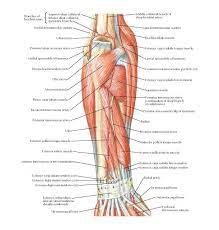 The muscles of this compartment are the triceps brachii and anconeus muscle and these are innervated by the radial nerve. Muscles Of Forearm Deeper Layer Posterior View Anatomy Middle Collateral Branch Of Deep Bra Human Muscle Anatomy Human Body Muscles Forearm Muscle Anatomy