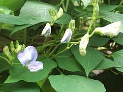 Image result for Psophocarpus lancifolius