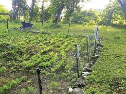 How to keep rabbits out of the garden with barriers. Woodchuck Proof The Garden Backwoods Home Magazine