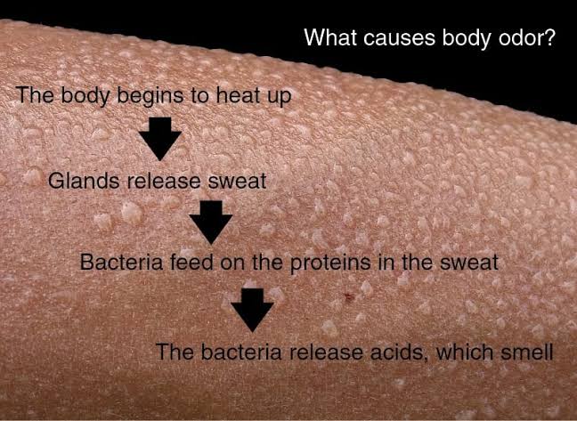 Sweat itself is odourless