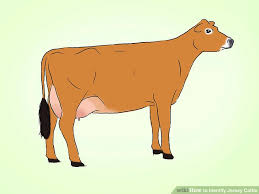How To Identify Jersey Cattle 4 Steps With Pictures Wikihow