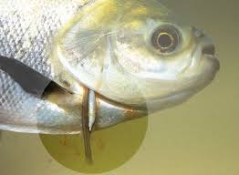 Image result for Vandellia