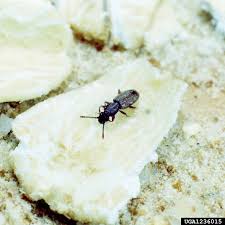 Check spelling or type a new query. Got Pests