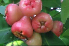 Various syzygium species, especially the following: What Are The Benefits Of Having Rose Apples During Pregnancy Pregnantplate