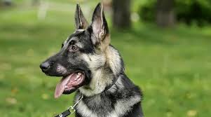 A good german shepherd has various required components, and with those components securely in once a person has experienced a truly good german shepherd from strong working lineage and good i'm nearing retirement age, live alone, and have no family. American Alsatian Dog Breed Info Temperament Puppy Prices More