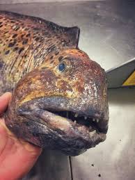 We did not find results for: Crazy Looking Fish From The Deep Sea Cbs News