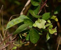 Image result for Macrotyloma