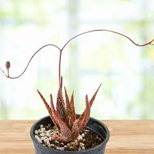 Image result for Aloe carnea