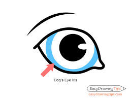 Before we start there are some important things i like to mention. Dog Head Front View Drawing Step By Step Easydrawingtips