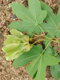 Image result for Triplochiton zambesiacus