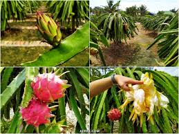 Buah naga memiliki fisik yang tergolong unik, dari kulitnya yang seperti naga sampai dagingnya yang berwarna merah pekat namun ada juga yang putih. Lawatan Ke Ladang Buah Naga Hl Dragon Fruit Eco Farm Sepang Selangor Aerill Com Lifestyle
