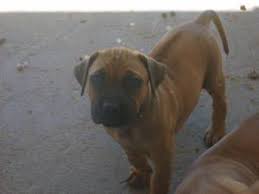 Deal direct with a registered breeder. Free Classifieds On Gumtree South Africa Raining Cats And Dogs Pet Dogs Dogs