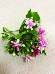 Image result for Combretum indicum