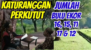 Ules buntel mayit dipostkan pada: Katuranggan Perkutut Jumlah Bulu Ekor 16 15 11 17 Dan 12 Youtube