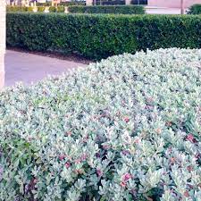 Hibiscus do best with the proper balance of sun, heat, and water. Texas Gardening Pick A Shrub To Fill The Spot Local News Theeagle Com