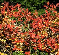 Image result for Vaccinium stanleyi