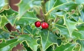 A delicate, tasty note fills the nose, and whilst the first sip. Holly Ilex Fruit Free Photo On Pixabay